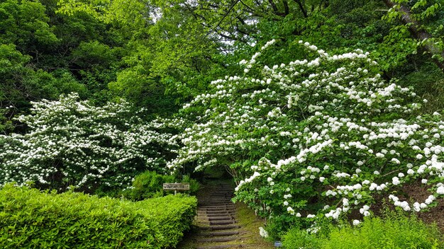 View of flowering plants in garden