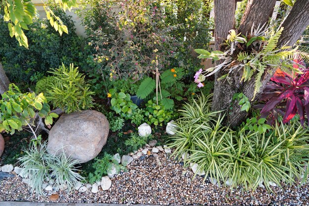 Photo view of flowering plants in garden