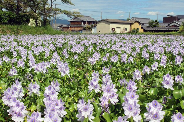 Foto veduta di piante da fiore che crescono sul campo