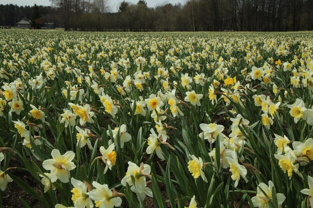 Photo view of flowering plants growing on field