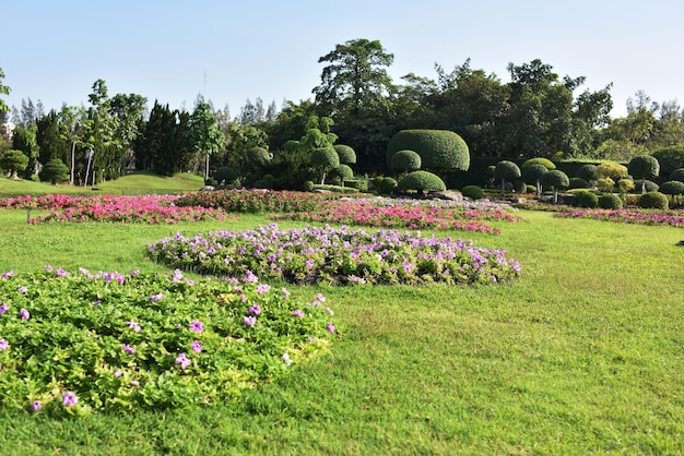 公園で花をかせる植物の景色