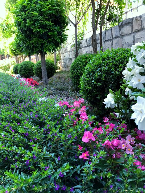 View of flowering plants