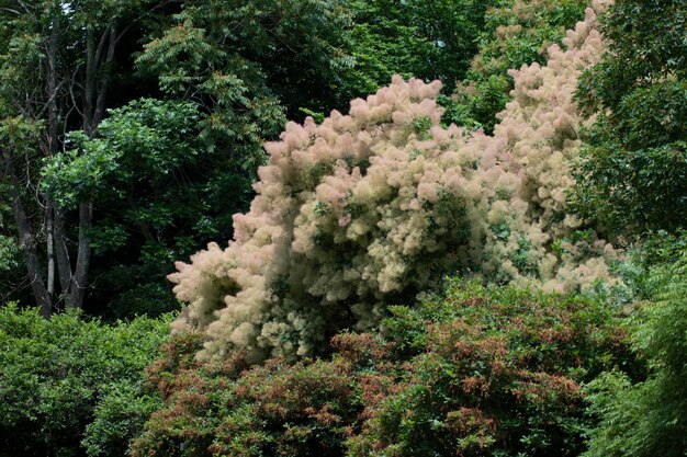 Photo view of flowering trees in forest