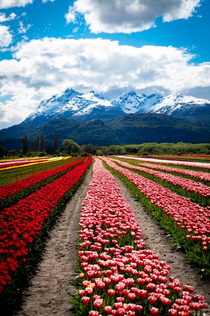 Photo view of flowering tulips on field against cloudy sky