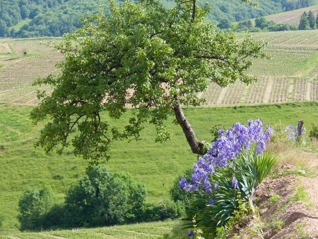 Foto la vista dei fiori che fioriscono nel campo