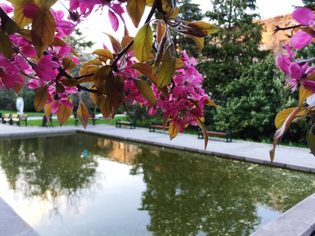 Photo view of flowers on branch