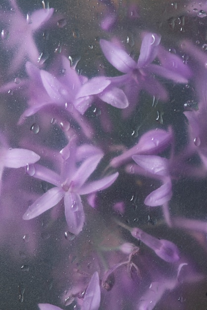 Photo view of flowers behind condensed glass