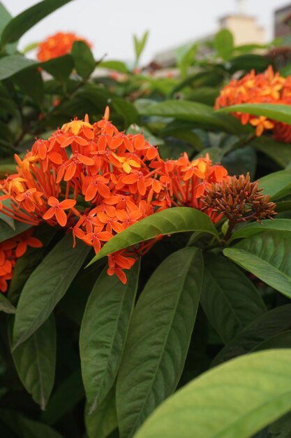 view flowers in the garden