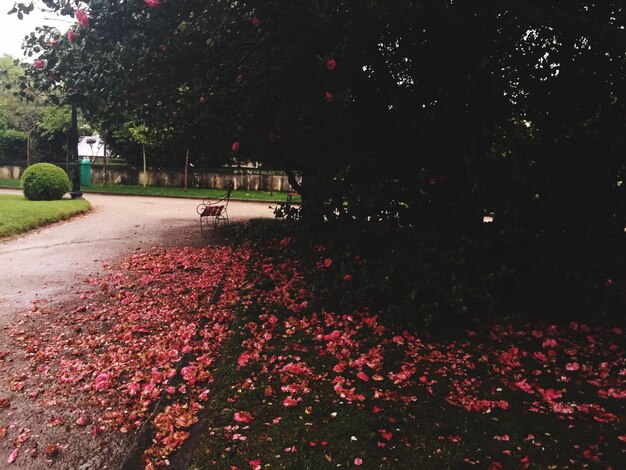 Foto vista dei fiori sul terreno