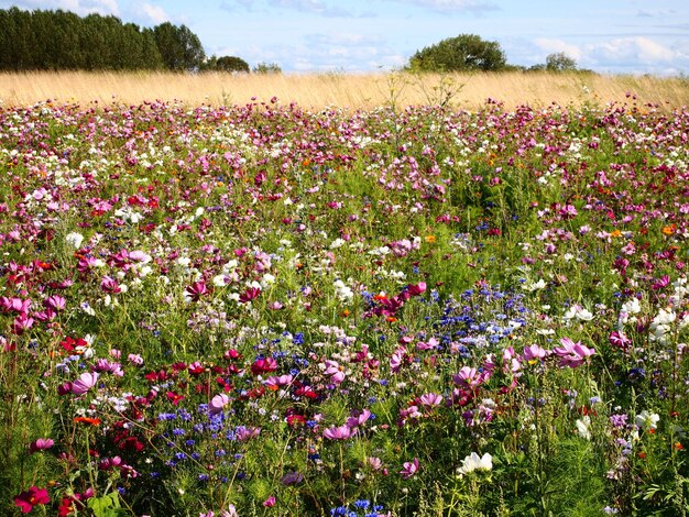 Foto vista dei fiori che crescono nel campo