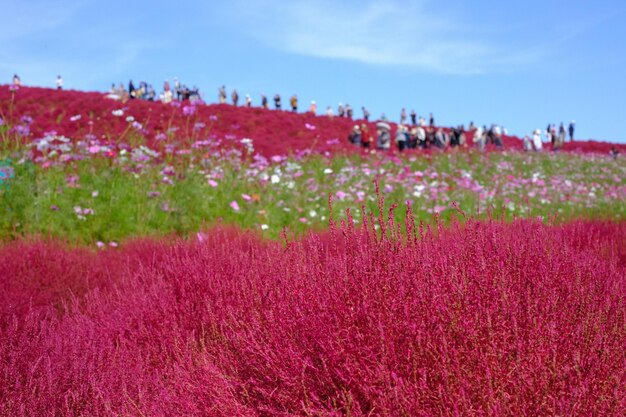 View of flowers growing in field