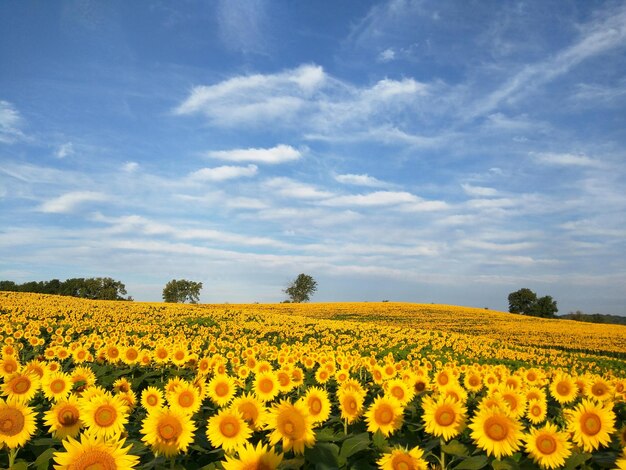 Photo view of flowers growing in field