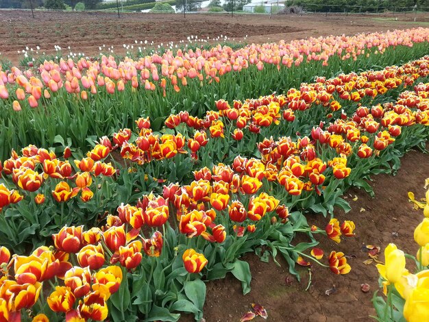 畑で育つ花の景色