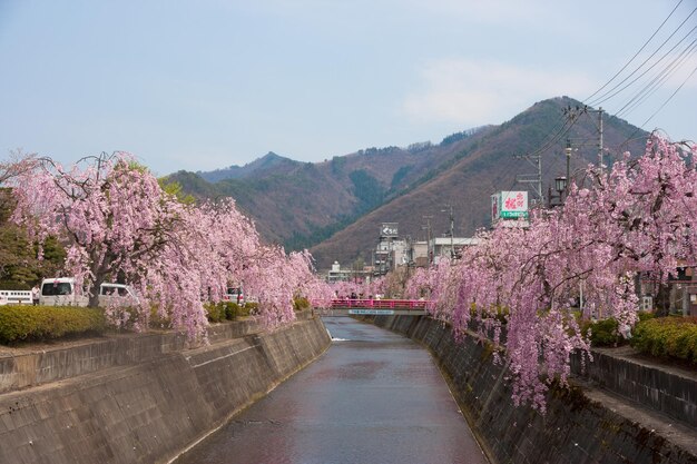 Photo view of flowers on mountain