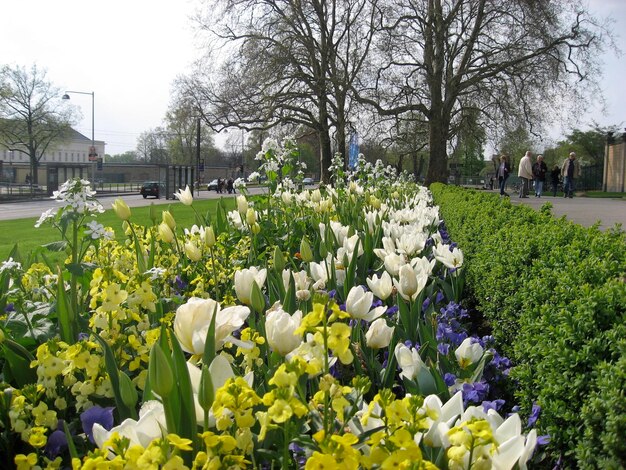 View of flowers in park