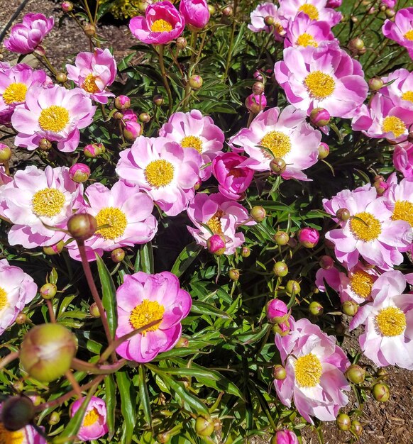 Foto vista dei fiori