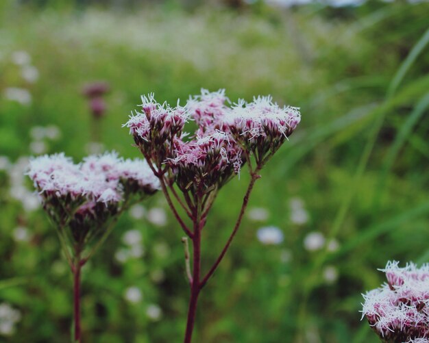 Photo view of flowers