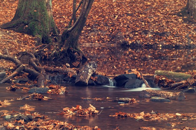 Photo view of flowing water in forest