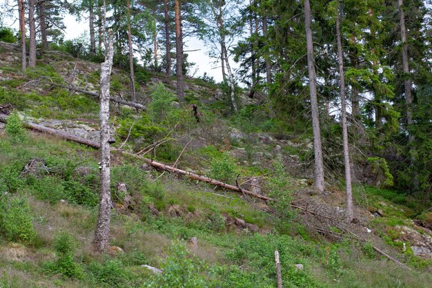 View of foliar forest on the slope in summer