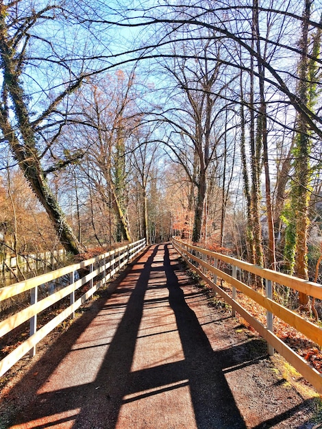 View of footbridge in forest