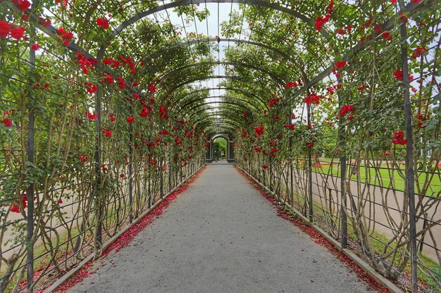 Foto veduta di un sentiero tra piante in fiore