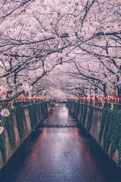 花をかせた木々の間にある歩道の景色
