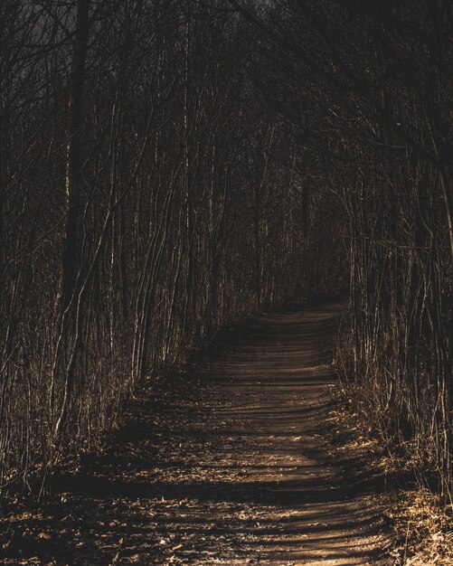 Foto vista di un sentiero nella foresta