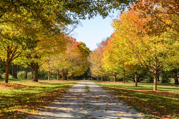 Foto vista del sentiero nel parco