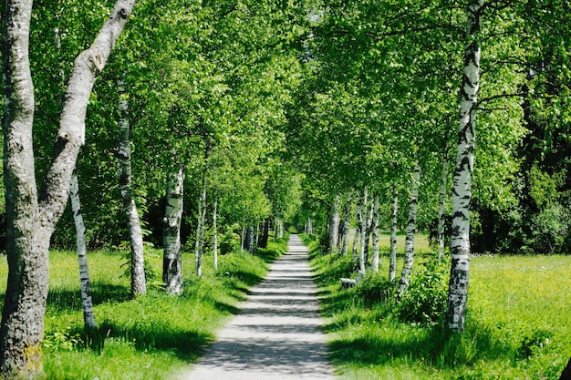 樹木の中の歩道の景色