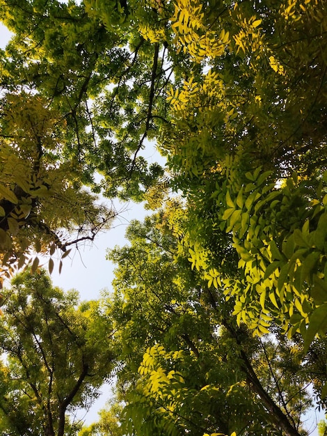 Foto una vista della volta della foresta da terra.