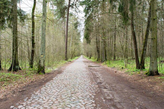 View of a forest cobblestone road in a spring forest