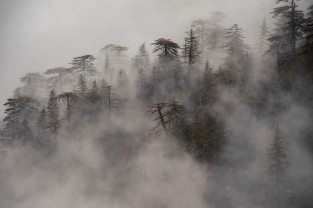 Vista della foresta coperta in una nebbia