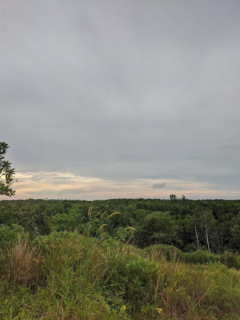 A view of the forest from the top of the hill