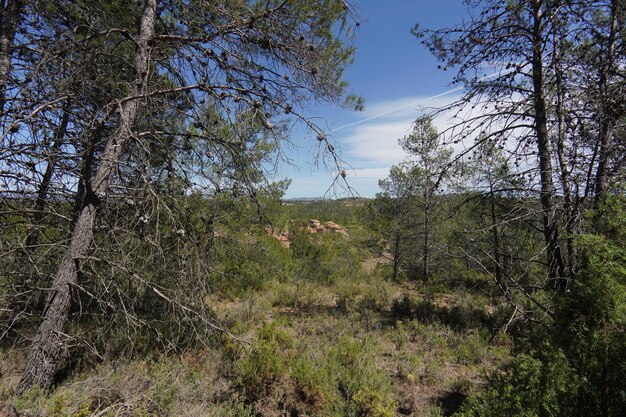 A view of the forest from the trail.