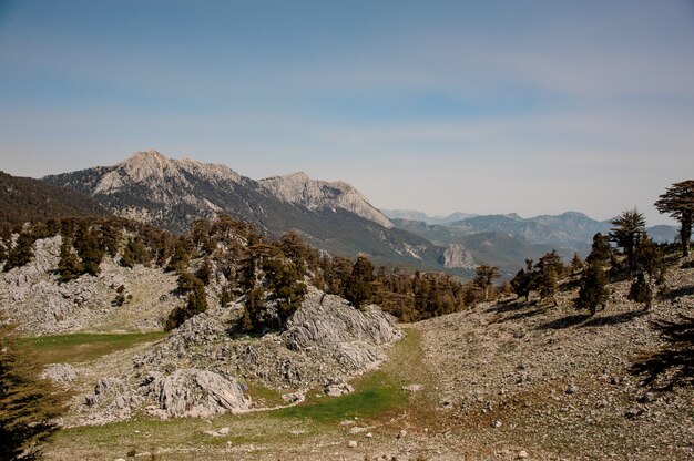 View of forest in a highlands of Turkey