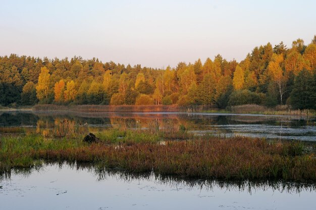 Вид на лесное озеро ранним осенним утром Московская область Россия