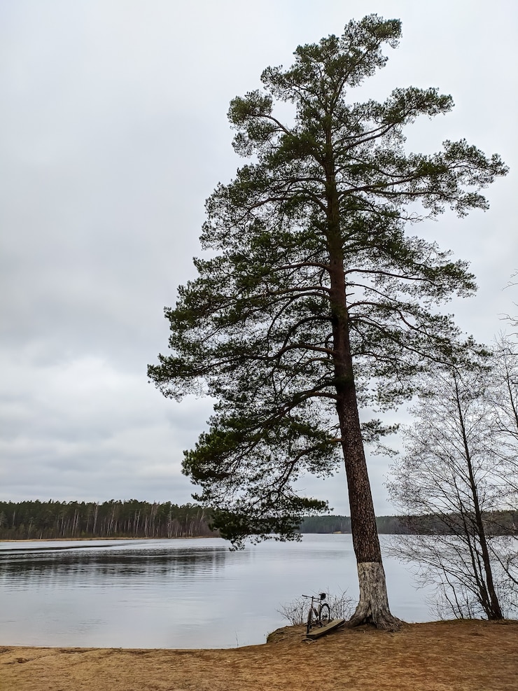 Фотография вид на лесное озеро в пригороде санкт-петербурга.