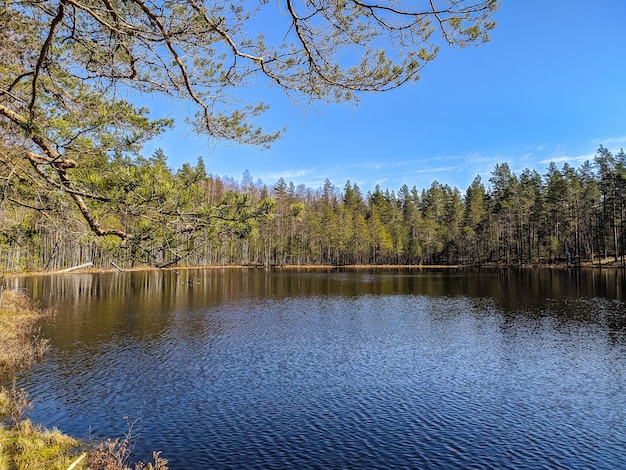 View of forest lake in Saint-Petersburg suburbs.