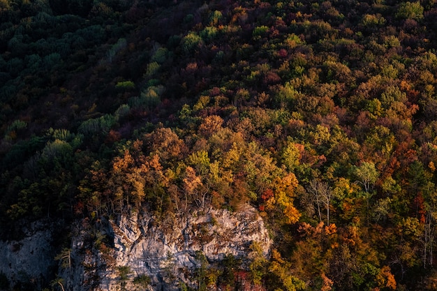 View of forest in mountain in a sunset light.