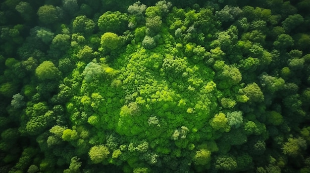 View above a forest opening in northern ireland