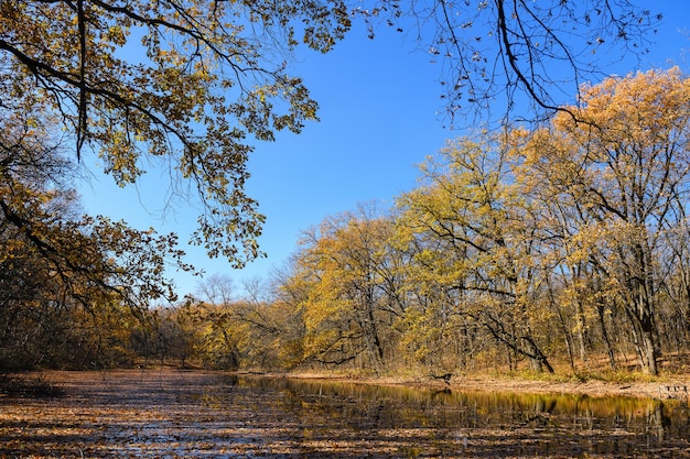 Вид на лесной пруд, покрытый опавшими листьями Красивый солнечный осенний день в лесу