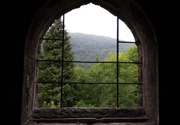 Photo view of forest seen through window