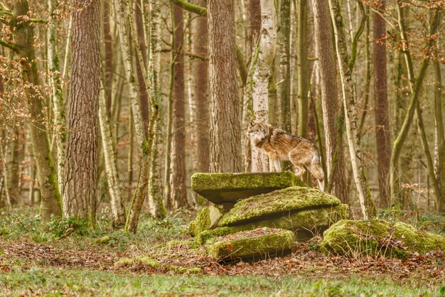 Foto la vista di una foresta