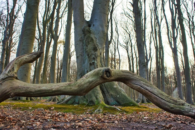 Photo view of a forest