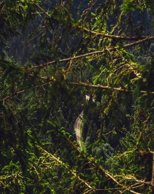 Photo view of a forest