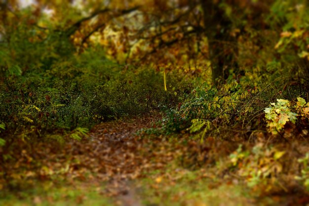 View of forest