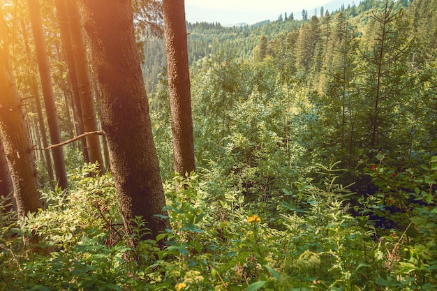 森に覆われた山の斜面の眺め山の中の野生の森