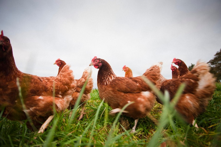 Photo view of free range chickens on field against sky