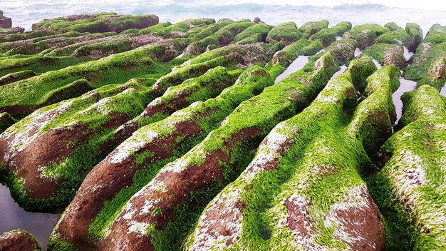 View of fresh green field against sky