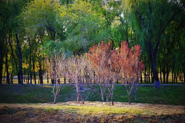 View of fresh green landscape with trees in forest